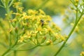 Golden ragwort Senecio doria, star-like yellow flowers with honeybee
